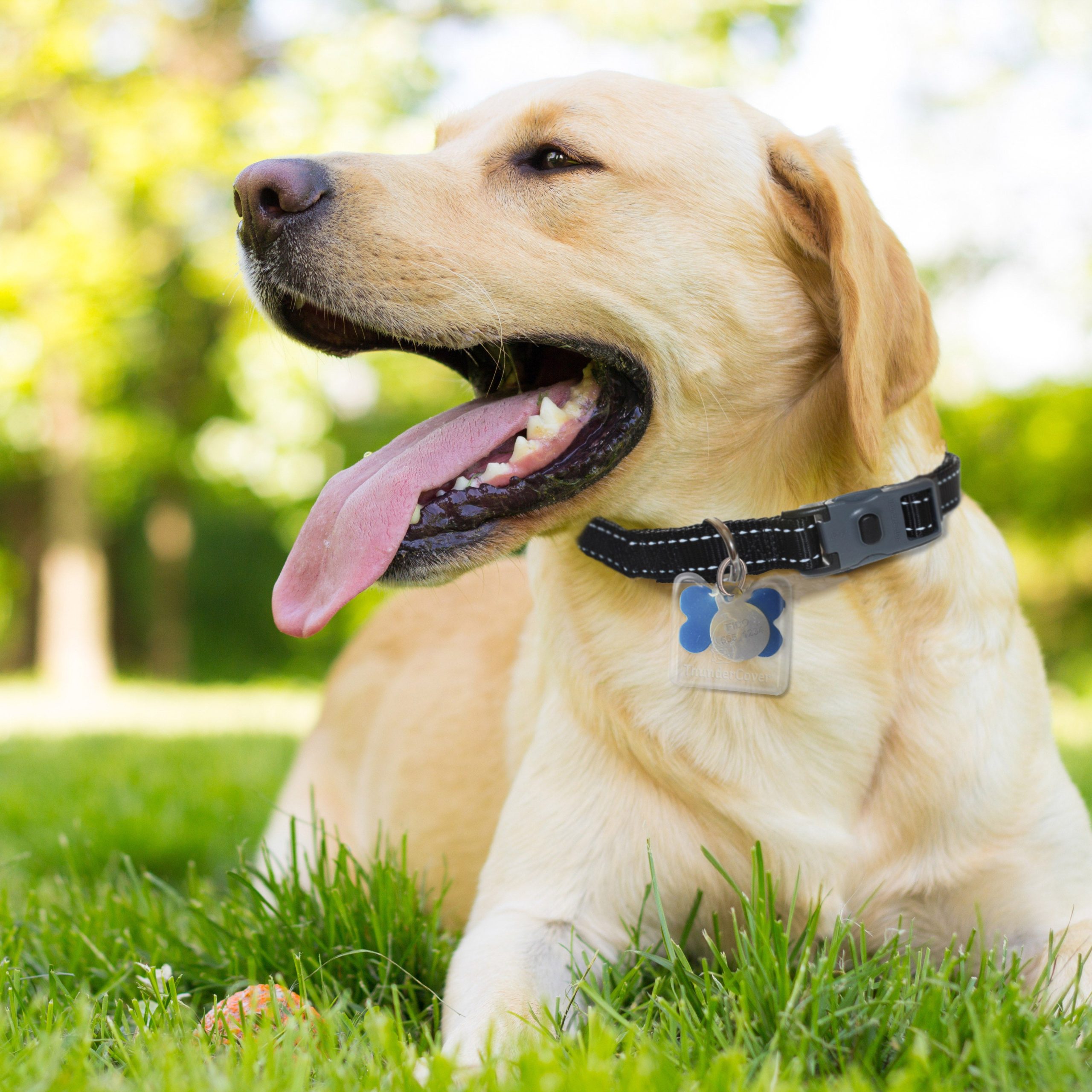 04_-_Lab_Retriever_with_thundercover_dog_tag_silencer.jpg