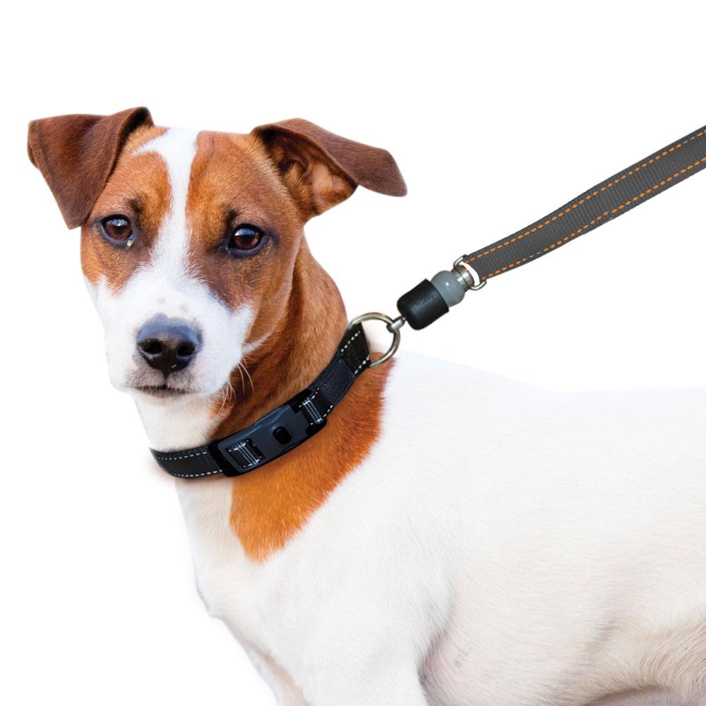 ThunderSnap_Quick_Connect_Dog_Leash-Jack-Russell-GRAY.jpg
